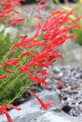 Penstemon pinifolius - 8cm pot